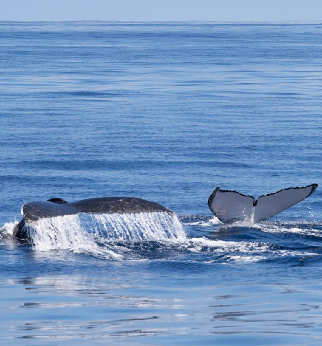 Two whales swimming in the ocean with tails above the surface