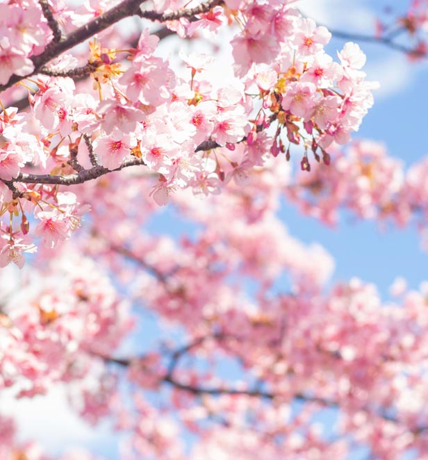 Cherry blossoms at Sensoji, Tokyo, Japan