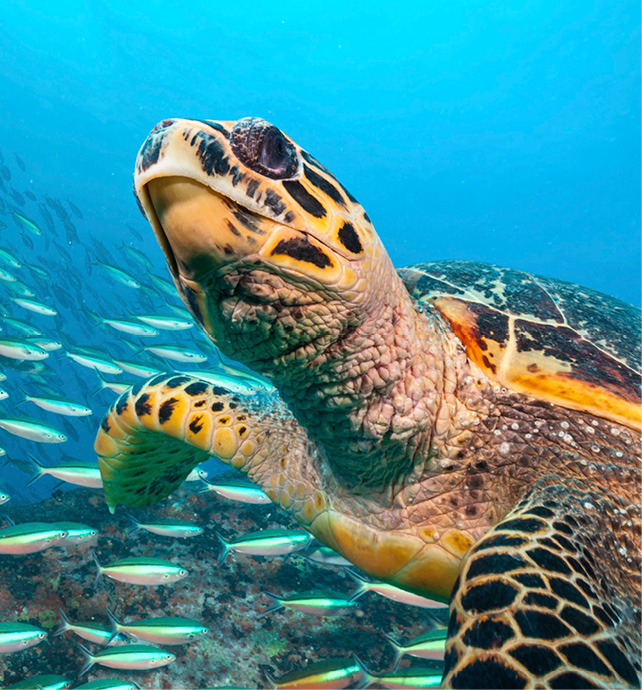 A turtle swimming through deep blue waters next to a school of fish.