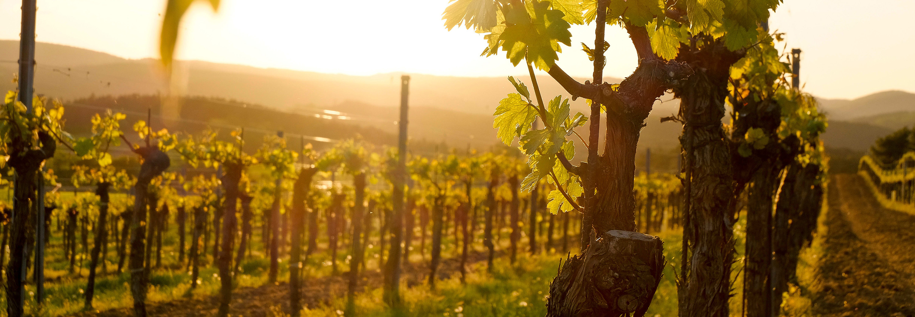 Vineyards in Austria