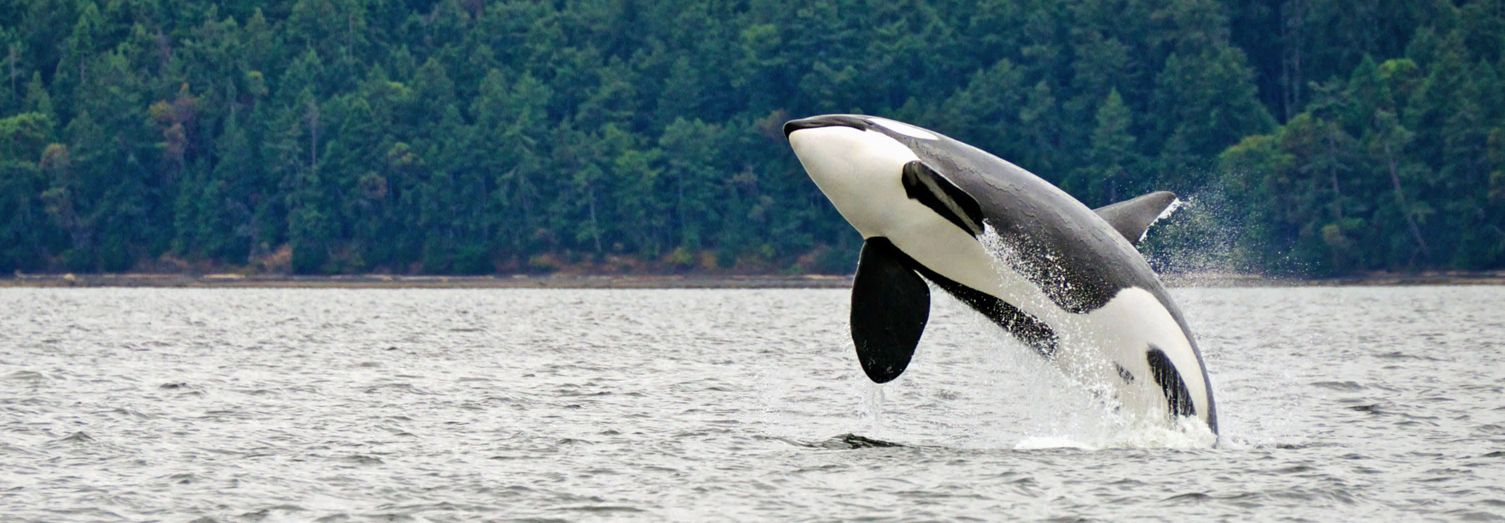 Spot Orca whales in their natural habitat