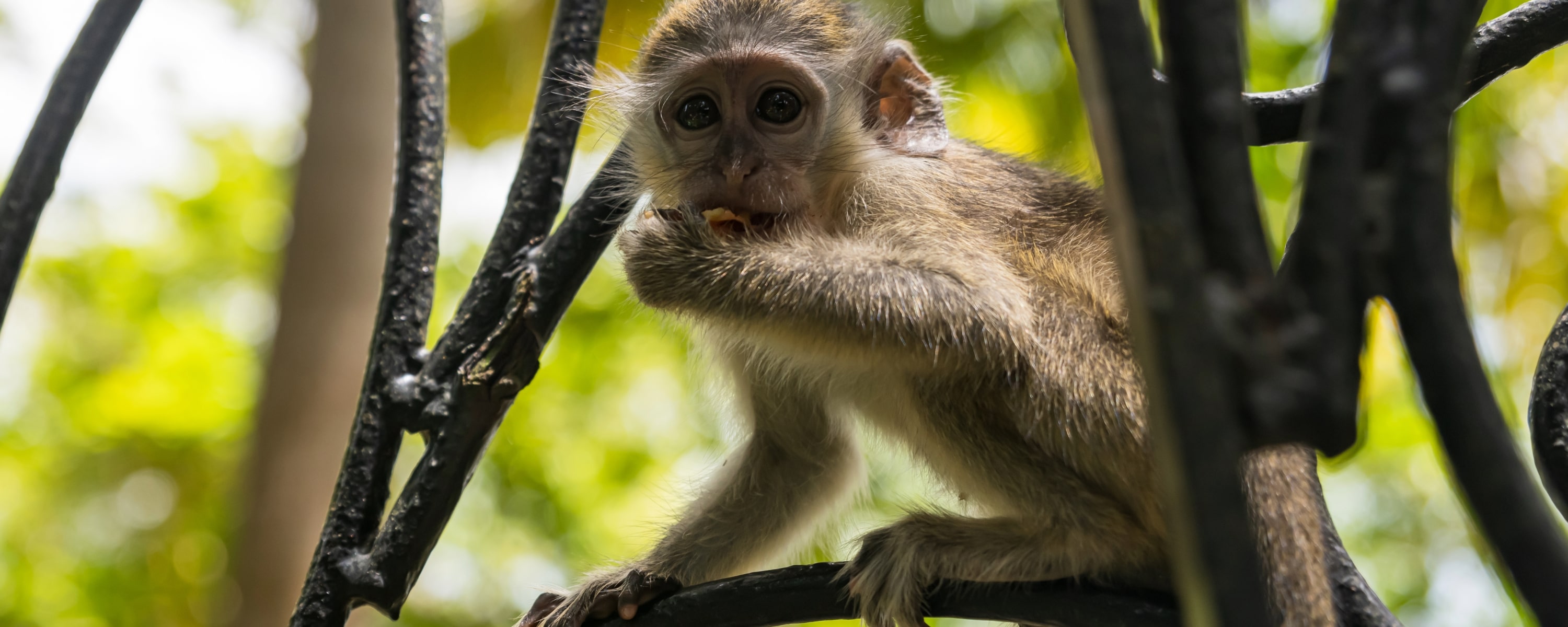 Spot Green Monkeys at the Barbados Wildlife Reserve