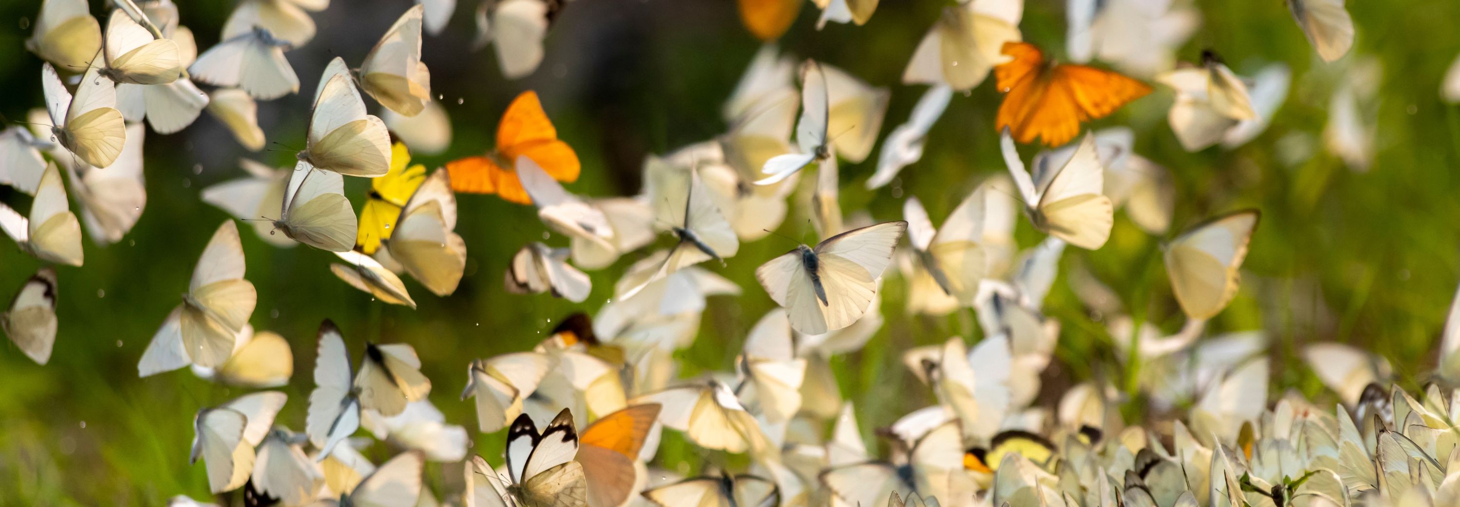 A kaleidoscope of butterflies in Cuc Phong