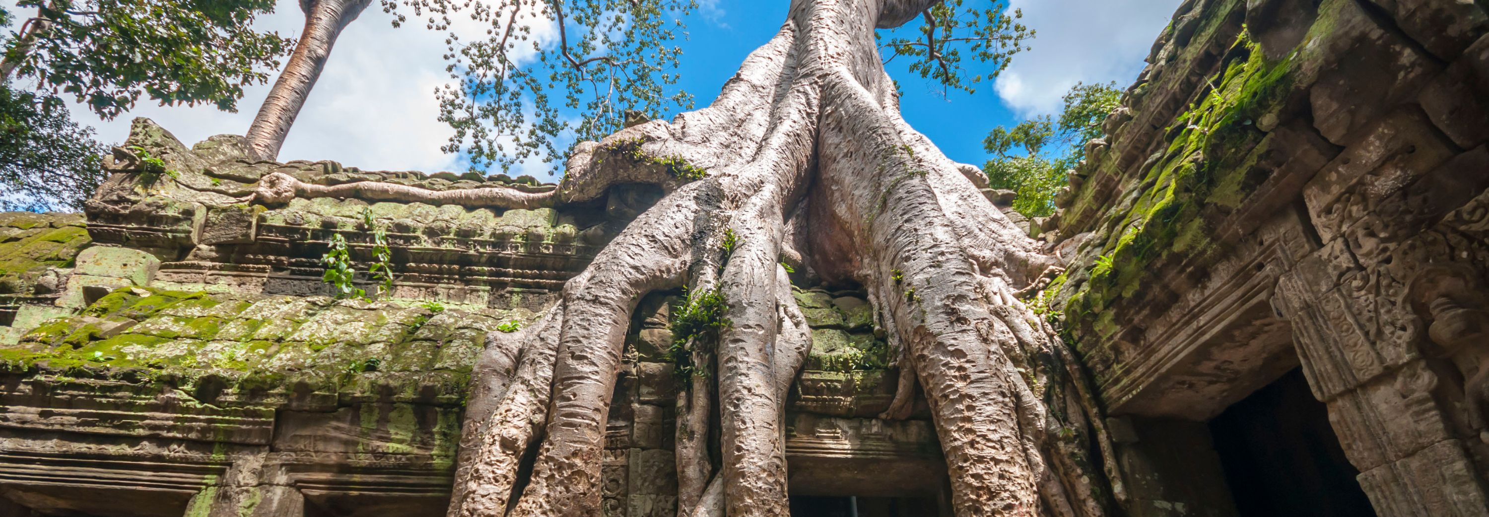 Iconic tree roots at Ta Prohm, Siem Reap