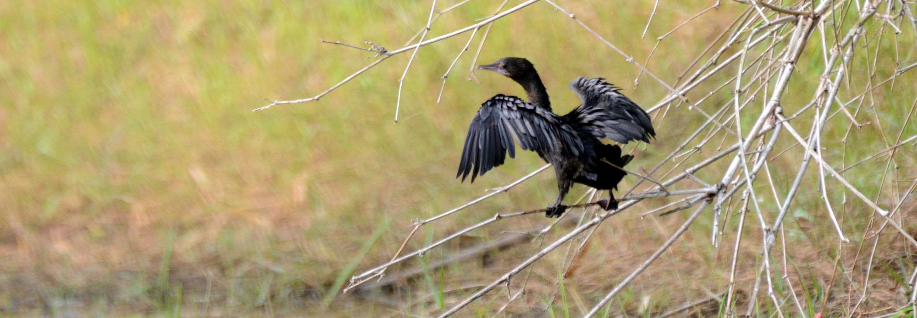 One of the native birds in Tram Chim National Park