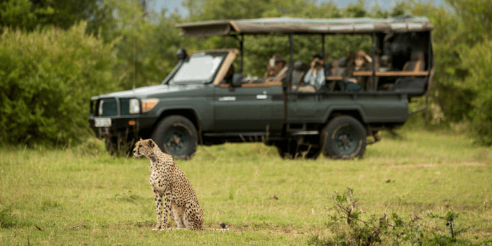 Cheetah and Jeep safari in Africa